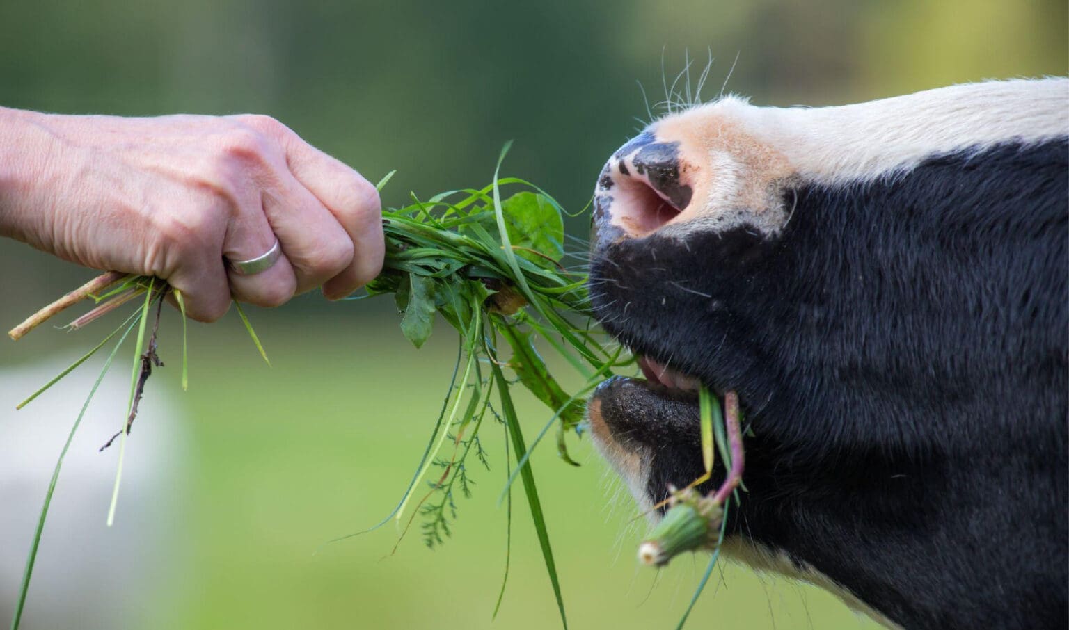 A closer look at Free Range Grazing For Dogs With Dental Issues